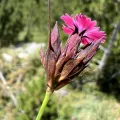Mirko Ubović · CC0 1.0 · GBIF