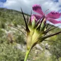 Mirko Ubović · CC0 1.0 · GBIF