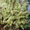 Kian Hayles-Cotton · CC0 1.0 · GBIF