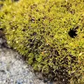 Helen Waterman · CC BY 4.0 · GBIF