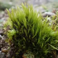 George Greiff · CC BY 4.0 · GBIF