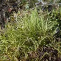 Daniel Buczkiewicz · CC BY 4.0 · GBIF