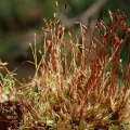 Christian Berg · CC BY 4.0 · GBIF