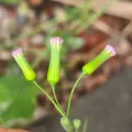 Scott W. Gavins · CC BY 4.0 · GBIF