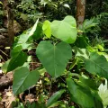 pbsg · CC BY 4.0 · GBIF