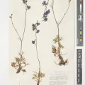 Royal Botanic Gardens, Kew · CC BY 4.0 · GBIF