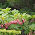 Yoshimasa Uchiyama · CC BY 4.0 · GBIF