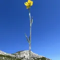 Mirko Ubović · CC0 1.0 · GBIF