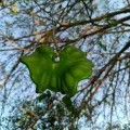nasua · CC BY 4.0 · GBIF