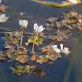 Thierry Arbault · CC BY 4.0 · GBIF