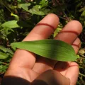 Duarte Frade · CC BY 4.0 · GBIF