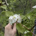 Marc-Aurèle Vallée · CC0 1.0 · GBIF