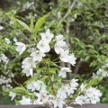 鄒加驊 · CC BY 4.0 · GBIF