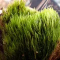 Perry Gunnar Larsen · CC BY 4.0 · GBIF