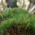 Christian Berg · CC BY 4.0 · GBIF