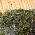 Perry Gunnar Larsen · CC BY 4.0 · GBIF