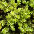 Helen Waterman · CC BY 4.0 · GBIF
