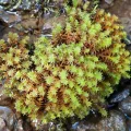 Daniel Buczkiewicz · CC BY 4.0 · GBIF