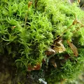 Christian Berg · CC BY 4.0 · GBIF