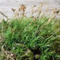 Perry Gunnar Larsen · CC BY 4.0 · GBIF
