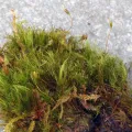 Perry Gunnar Larsen · CC BY 4.0 · GBIF