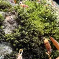 Unknown · CC BY 4.0 · GBIF