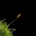 Letizia Weichgrebe · CC BY 4.0 · GBIF
