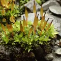 Svein Olav B. Drangeid · CC BY 4.0 · GBIF