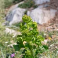 Eleftherios Katsillis · CC BY 4.0 · GBIF