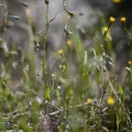 Flavien Saboureau · CC BY 4.0 · GBIF