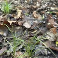 Scott Ward · CC BY 4.0 · GBIF