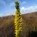 Ryan van Huyssteen · CC BY 4.0 · GBIF