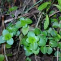 naturewatchwidow · CC BY 4.0 · GBIF