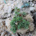 Duarte Frade · CC BY 4.0 · GBIF
