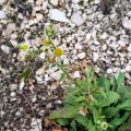 Flora_DUMO · CC BY 4.0 · GBIF