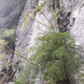 Flavien Saboureau · CC BY 4.0 · GBIF