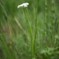 Flavien Saboureau · CC BY 4.0 · GBIF