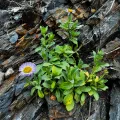 Christine Rudman · CC0 1.0 · GBIF