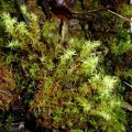 Patrick Le Mao · CC0 1.0 · GBIF