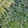 Moe Meikle · CC BY 4.0 · GBIF
