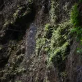 Flavien Saboureau · CC BY 4.0 · GBIF