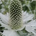 Heiko Weber · CC BY 4.0 · GBIF