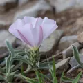 Denis Bastianelli · CC BY 4.0 · GBIF
