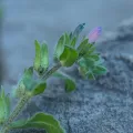 Daniel Cahen · CC BY 4.0 · GBIF