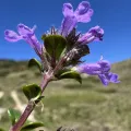 Mirko Ubović · CC0 1.0 · GBIF