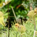 William Stephens · CC BY 4.0 · GBIF