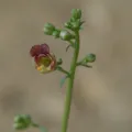 Daniel Cahen · CC BY 4.0 · GBIF