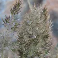 dune_ninja · CC0 1.0 · GBIF
