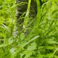 Simen Hyll Hansen · CC BY 4.0 · GBIF