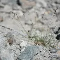 Flavien Saboureau · CC BY 4.0 · GBIF